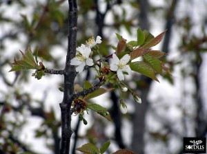 Prunus avium_Soria (2)