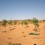 Asesoramiento técnico de Plantaciones Agroforestales