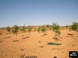 Asesoramiento técnico de Plantaciones Agroforestales